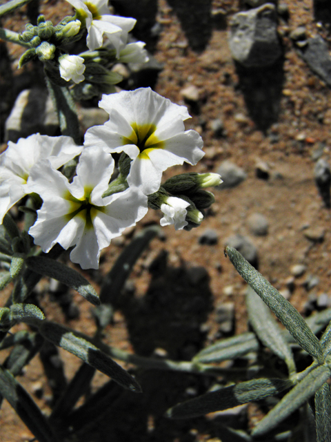 Heliotropium greggii (Fragrant heliotrope) #80884