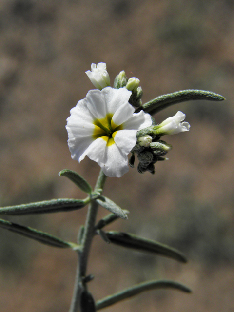 Heliotropium greggii (Fragrant heliotrope) #80885