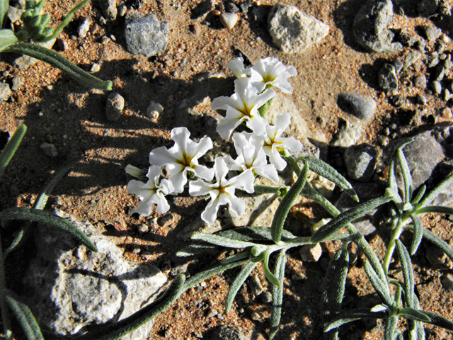 Heliotropium greggii (Fragrant heliotrope) #80888