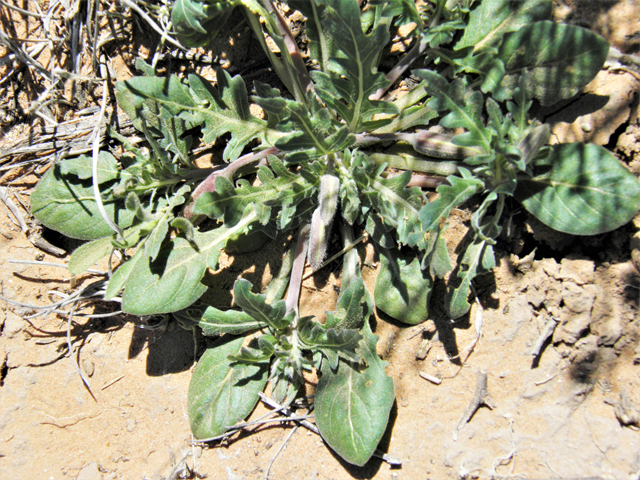 Oenothera albicaulis (Whitest evening-primrose) #80942