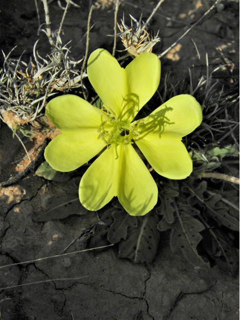 Oenothera primiveris (Desert evening-primrose) #80969