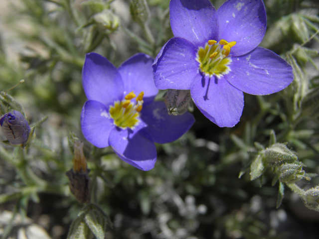 Giliastrum acerosum (Bluebowls) #81040