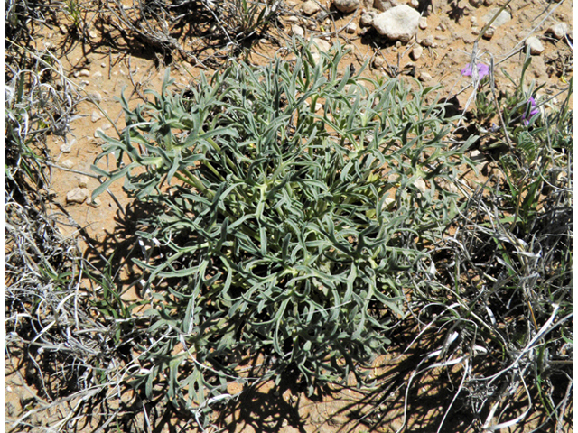 Delphinium wootonii (Organ mountain larkspur) #81097