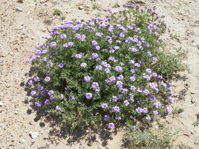 Glandularia bipinnatifida var. ciliata (Davis mountains mock vervain) #81142