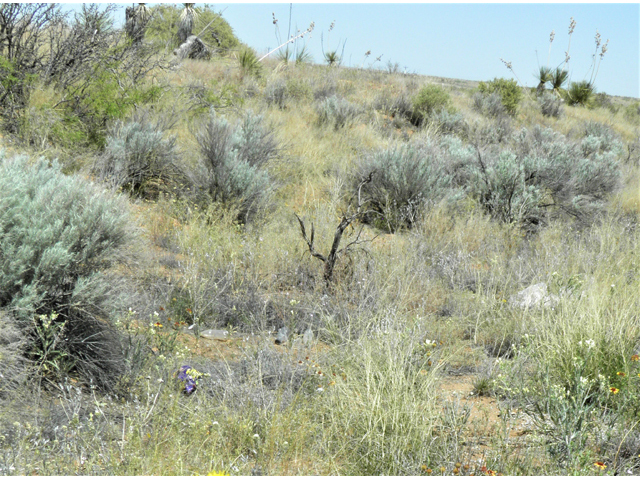 Artemisia filifolia (Sand sagebrush) #81186