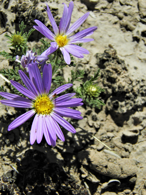 Machaeranthera tanacetifolia (Tahoka daisy) #81240