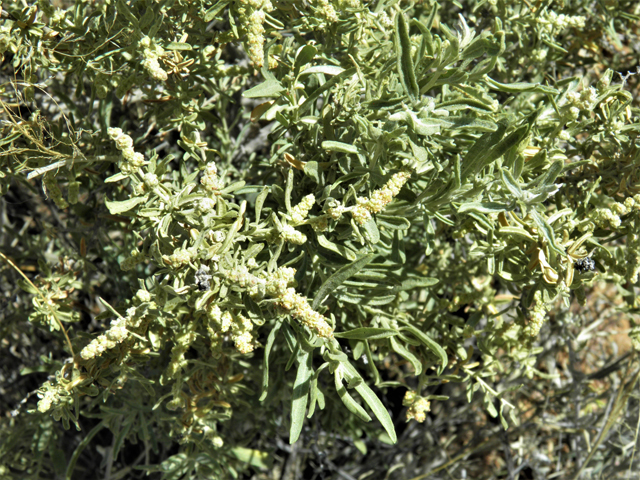 Atriplex canescens (Chamiso) #81364