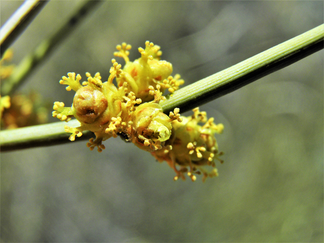 Ephedra torreyana (Torrey's jointfir) #81378