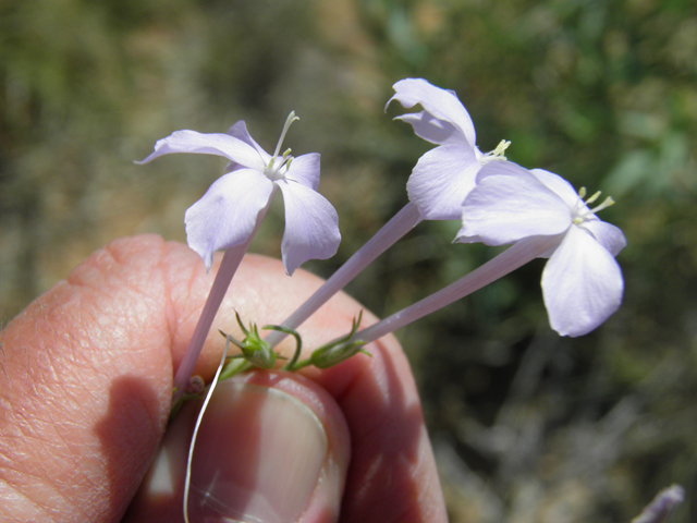 Ipomopsis longiflora (Flaxflowered ipomopsis) #81403