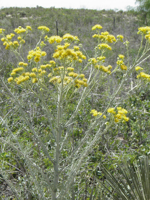 Hymenopappus flavescens (Yellow plainsman) #81481