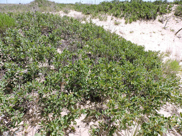 Quercus havardii (Havard oak) #81544