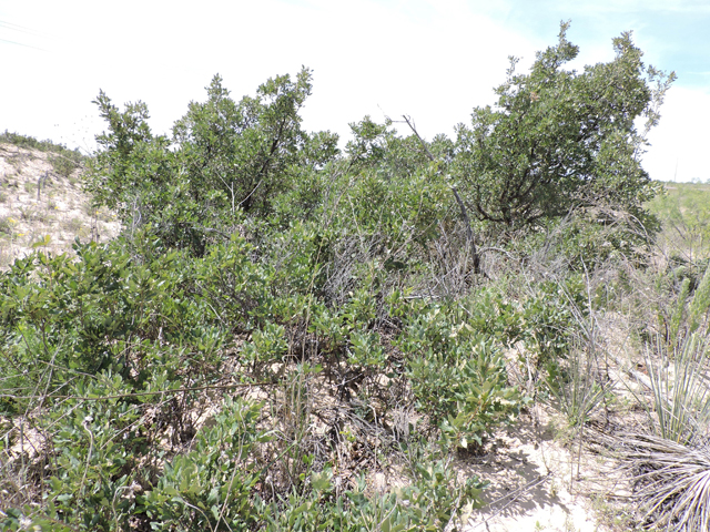 Quercus havardii (Havard oak) #81545