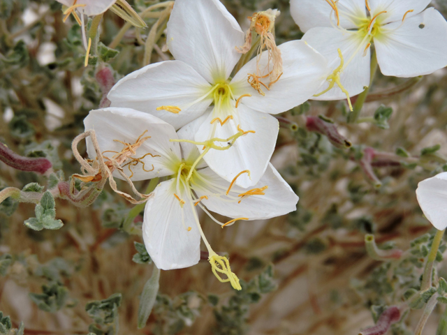 Oenothera pallida (Pale evening-primrose) #81699