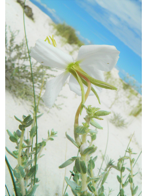 Oenothera pallida (Pale evening-primrose) #81713