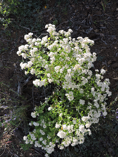 Ageratina herbacea (Fragrant snakeroot) #81742