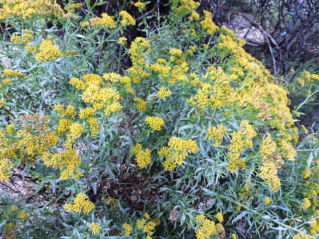 Gymnosperma glutinosum (Gumhead) #81775