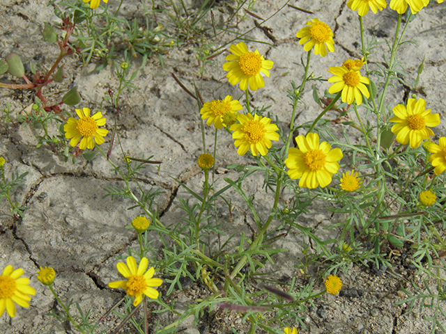 Thymophylla aurea (Manyawn pricklyleaf) #82084