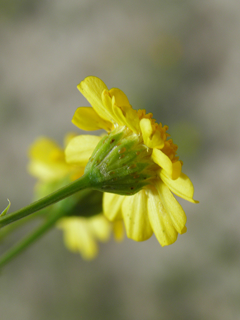 Thymophylla aurea (Manyawn pricklyleaf) #82087