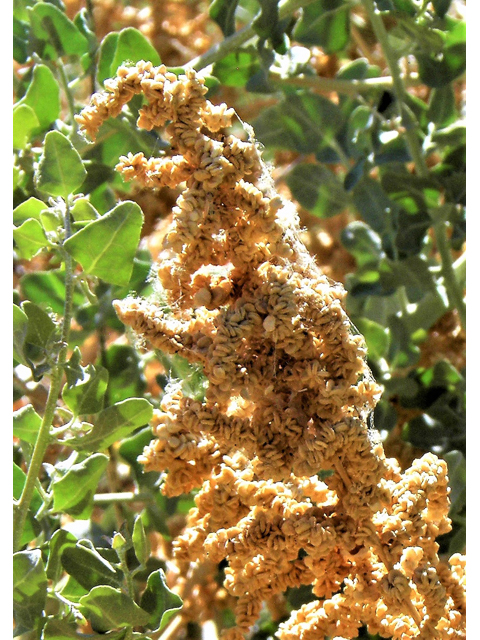 Atriplex lentiformis (Big saltbush) #82191