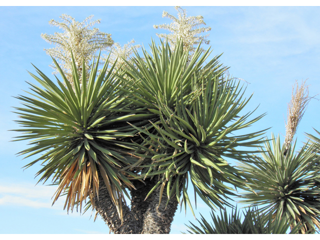 Yucca faxoniana (Faxon yucca) #82200