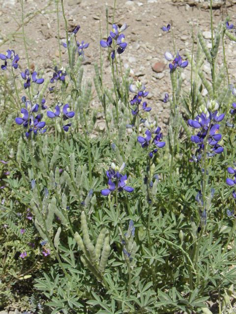 Lupinus havardii (Big bend bluebonnet) #82392