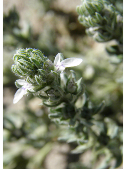 Teucrium cubense (Small coastal germander) #82416