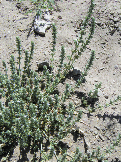 Teucrium cubense (Small coastal germander) #82421