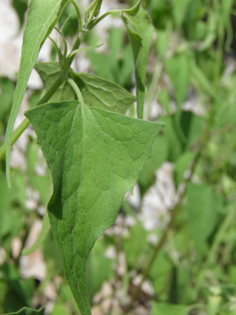 Pericome caudata (Mountain tail-leaf) #82544