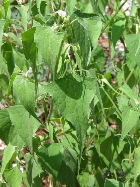 Pericome caudata (Mountain tail-leaf) #82547