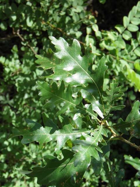 Quercus gambelii (Gambel oak) #82646