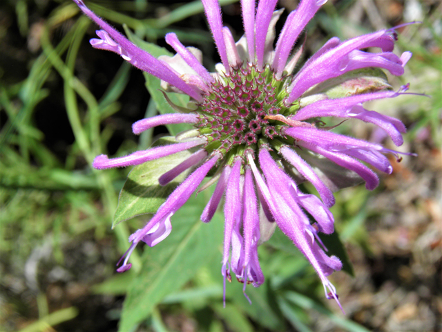 Monarda fistulosa var. menthifolia (Mintleaf bergamot) #82665