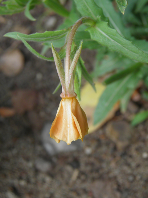 Oenothera laciniata (Cutleaf evening-primrose) #82692