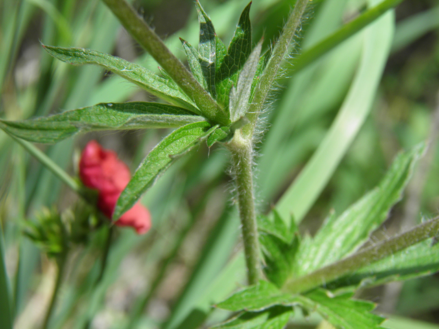 Potentilla thurberi (Scarlet cinquefoil) #82740