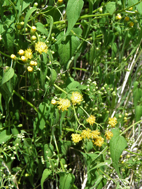 Pericome caudata (Mountain tail-leaf) #82824