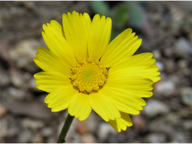 Tetraneuris scaposa var. scaposa (Four-nerve daisy) #82845