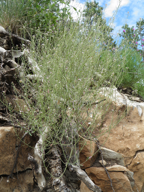 Thelypodiopsis vaseyi (Las vegas tumblemustard) #82867