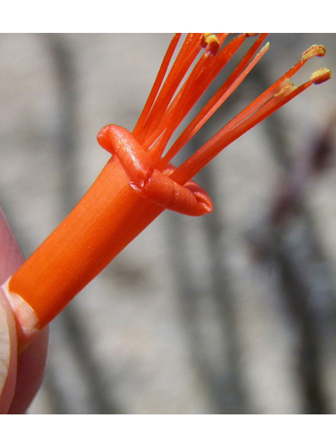 Fouquieria splendens (Ocotillo) #83090