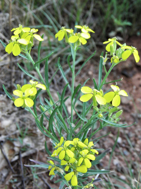 Erysimum capitatum var. purshii (Pursh's wallflower) #85450