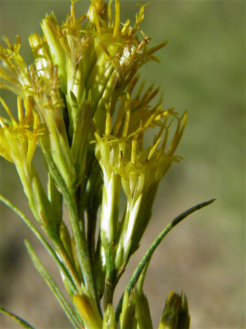 Ericameria nauseosa var. nauseosa (Rubber rabbitbrush) #85540