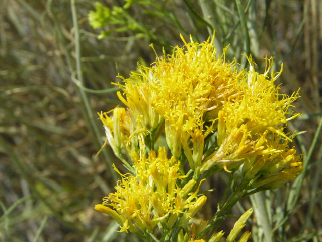 Ericameria nauseosa var. nauseosa (Rubber rabbitbrush) #85545