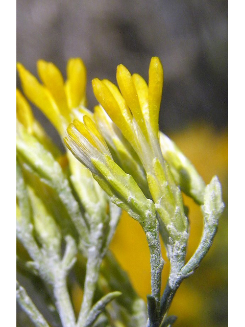 Ericameria nauseosa var. nauseosa (Rubber rabbitbrush) #85558