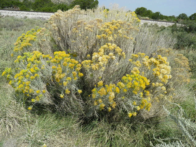 Ericameria nauseosa var. nauseosa (Rubber rabbitbrush) #85559