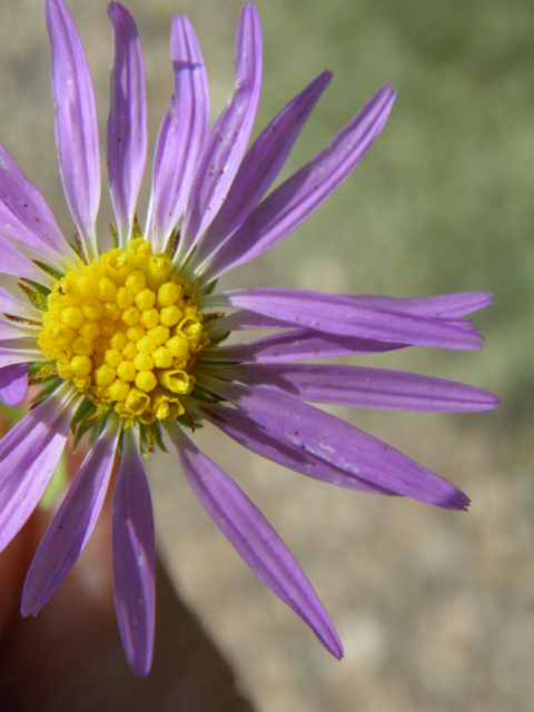 Machaeranthera tanacetifolia (Tahoka daisy) #85578