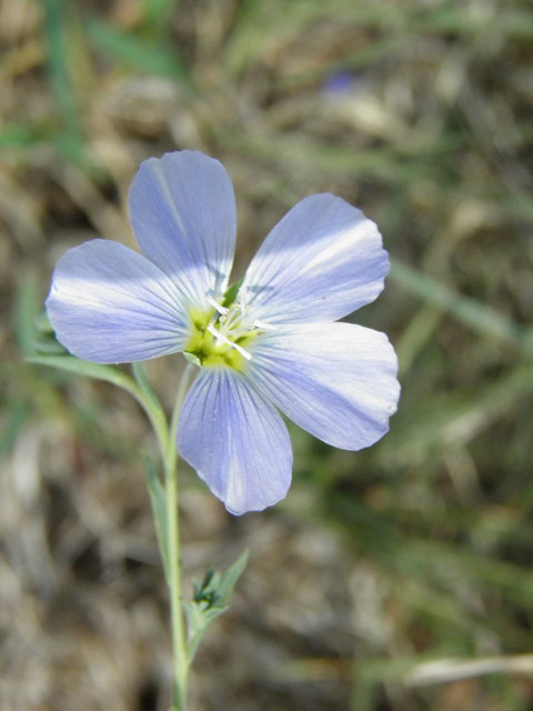 Linum pratense (Meadow flax) #85673