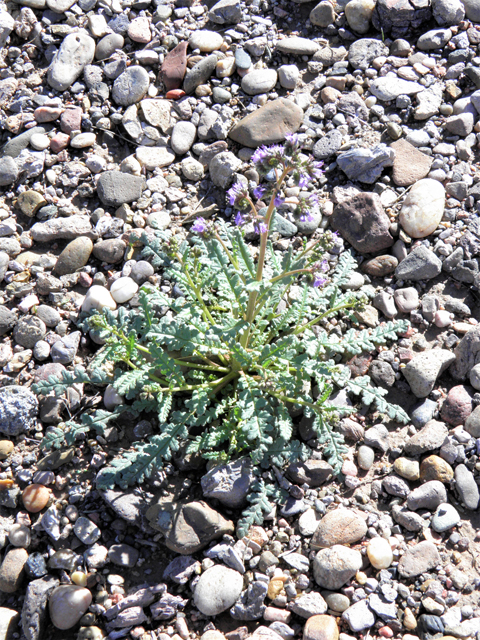 Phacelia coerulea (Skyblue phacelia) #85846