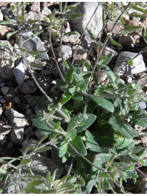 Draba cuneifolia (Wedgeleaf draba) #85871