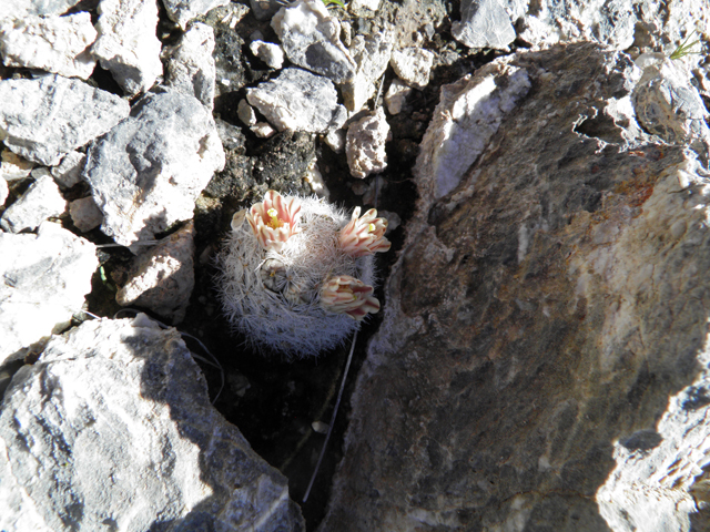 Mammillaria lasiacantha (Lacespine nipple cactus) #85902