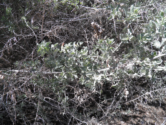 Atriplex lentiformis (Big saltbush) #85913