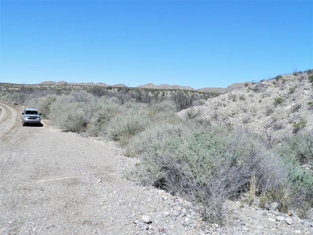 Atriplex lentiformis (Big saltbush) #85915