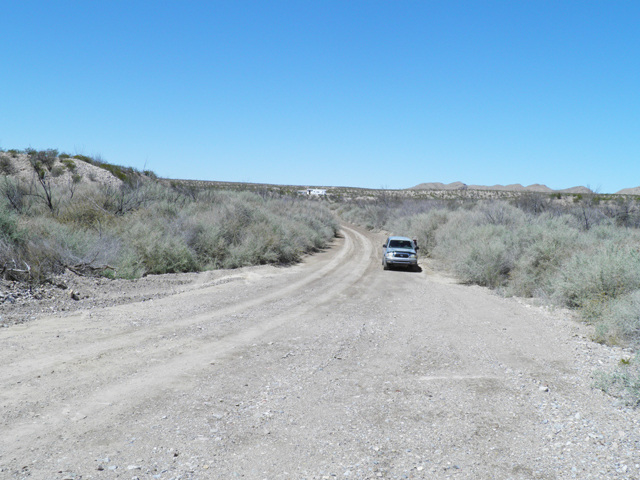 Atriplex lentiformis (Big saltbush) #85916